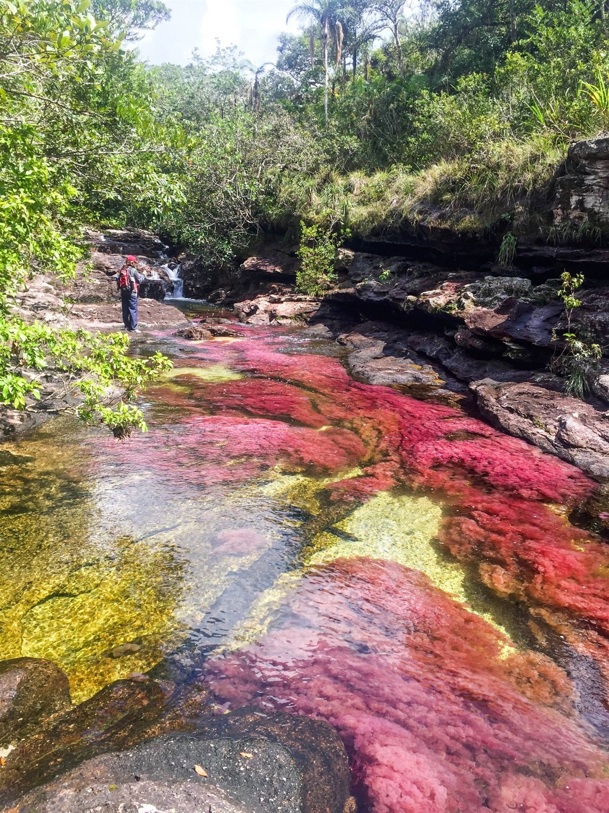 Caño Cristales y sus colores naturales en La Macarena